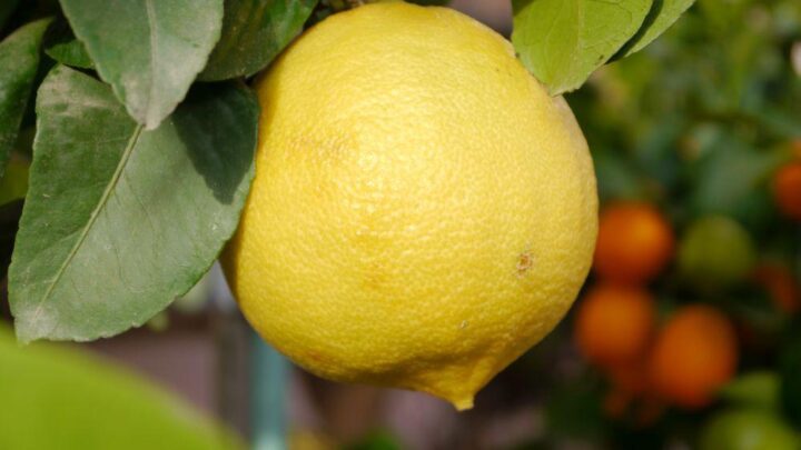 Il prodotto più esclusivo della Calabria